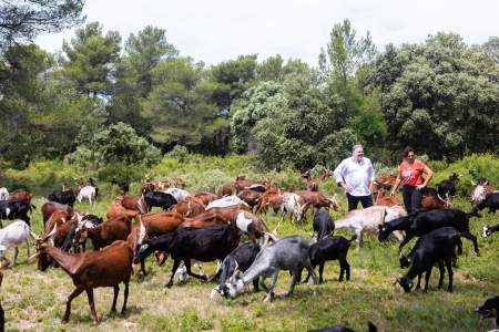 Goats in Provence