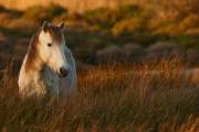 La Camargue, terre de tradition